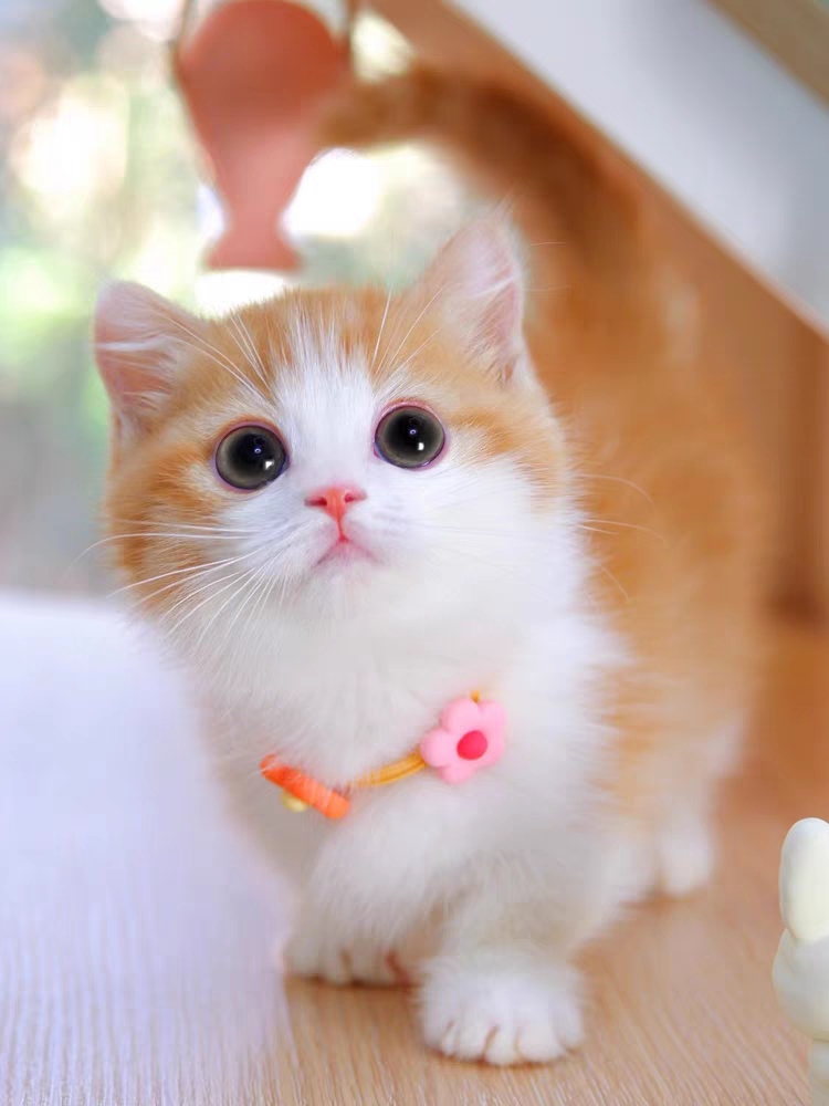 猫舍直销,批发价出售,曼基康矮脚猫